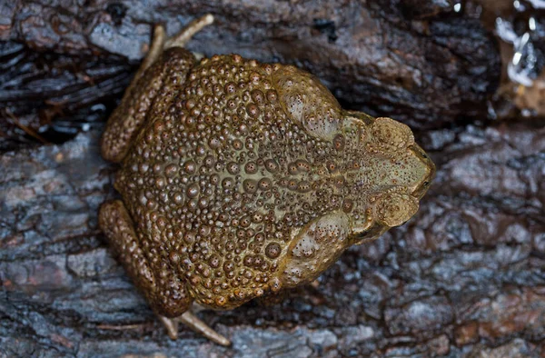 Toad Aga Natural Habitat Close — Stock Photo, Image