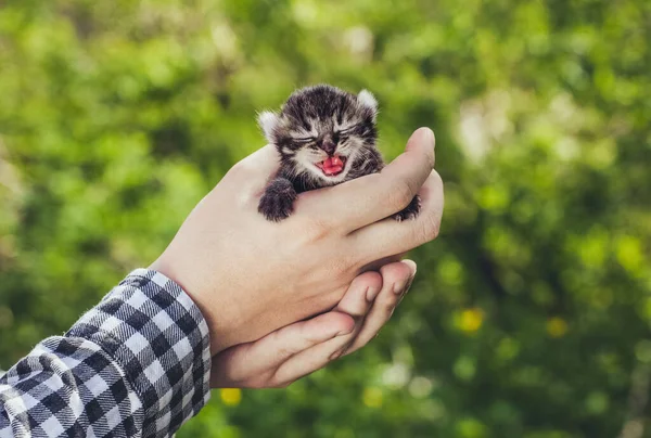 Bir küçük, güzel şeritli renk yavru kedi, ağzını açtı ve doğanın dilini gösterir tutan bir adam.