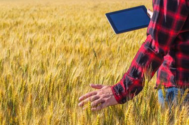 İş adamı olgun buğday üzerinde alanıdır ve bir Tablet bilgisayar düzenliyor. Tarıma dayalı işletme kavramı.