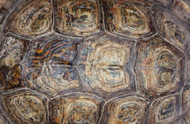 Güzel parlak kaplumbağa kabuğu yakın plan. Evde üreyen kaplumbağalar..