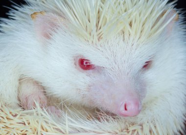 Kırmızı gözlü, beyaz albino kirpi. Evde nadir bulunan, safkan hayvanların üremesi..