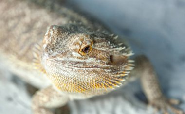 Açık kahverengi agamik bir kertenkele böcek avlarken beyaz kumda koşar..