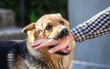 Yetişkin, agresif bir erkek Alman çoban köpeği bir adama saldırır ve elini ısırır. Evcil hayvanlar..