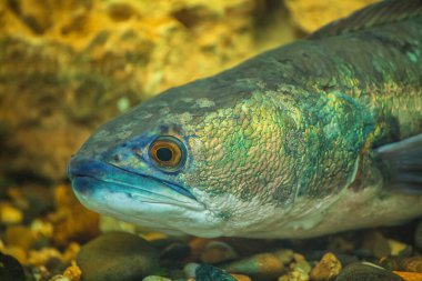Channa mikropelte balıkları denizde yüzer. Sualtı fotoğrafçılığı, dalış.