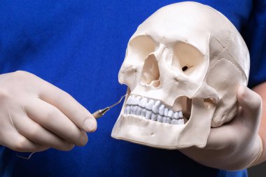 Diş ağrısının tedavisi. Doktor dişçi plastik bir insan kafatası ve ayna tutuyor..