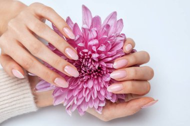 Güzel soluk pembe manikürlü kadın elleri. Kızın elinde leylak kasımpatı var. Eller için profesyonel bakım.