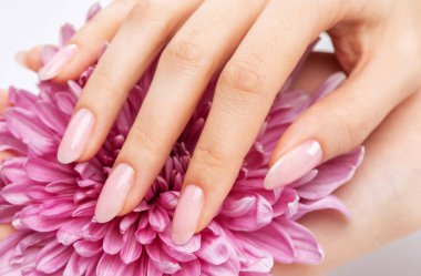 Güzel soluk pembe manikürlü kadın elleri. Kızın elinde leylak kasımpatı var. Eller için profesyonel bakım.