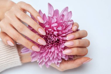 Güzel soluk pembe manikürlü kadın elleri. Kızın elinde leylak kasımpatı var. Eller için profesyonel bakım.