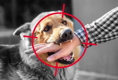 Yetişkin, agresif bir erkek Alman çoban köpeği bir adama saldırır ve elini ısırır. Evcil hayvanlar..