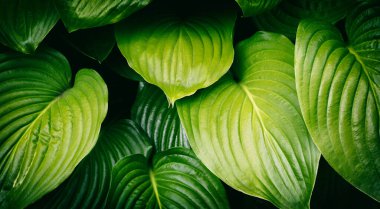 Yazın bahçede büyük bir çalı var..