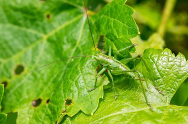 Bitkileri böceklerden korumak için ağaçları böcek ilacıyla ilaçlamak. Bahçedeki yaprağın üzerinde yeşil çekirge