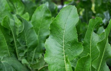 Bahçedeki yabanturpu bitkisi. Uzun ömürlü bir yabanturpu çalısı, genellikle yemek pişirmek için yetiştirilir..