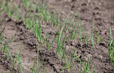 Bahçedeki taze taze soğanlar. Bahçede soğan yetiştiriyor..