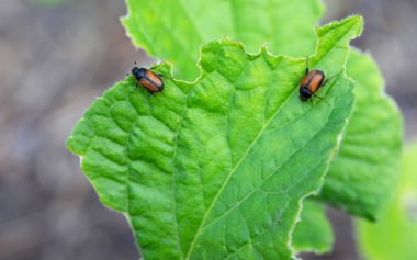 Bahçedeki taze meyve yaprakları üzerindeki böcek filopertha bahçıvanı. Tarım alanında böcek ilacı kullanımı..