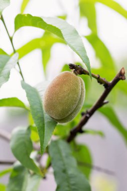 Bahçedeki bir meyve ağacının dallarında şeftali meyveleri.
