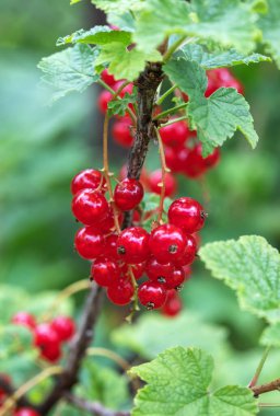 Çiçek açan ve üzümlü üzümlü. Bahçede olgun kırmızı üzümler. Büyüyen kırmızı üzümler.