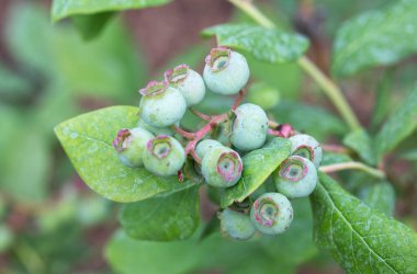 Çiçek açan ve meyveli yaban mersini. Bahçede olgunlaşmamış yaban mersini. Böğürtlen yetiştiriyorum.