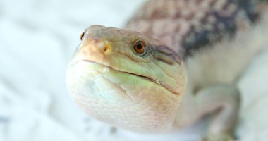 A small Tiliqua scincoides intermedia in the terrarium on a white background. clipart