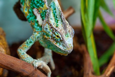 Küçük egzotik bir bukalemun ağaç dallarına tırmanıyor ve böcekleri avlıyor. Vahşi doğadaki hayvanlar..
