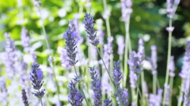 Sahada açan lavanta.