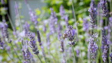 Sahada açan lavanta.