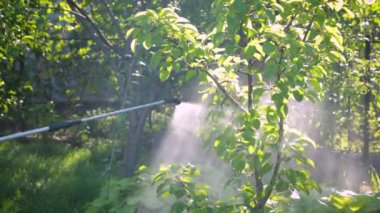 Bitkileri böceklerden korumak için ağaçları böcek ilacıyla ilaçlamak. Mantar hastalıklarına karşı korunmak için mantar ilacı ile ağaçların tedavisi