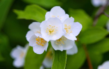 Çiçek açan çalılar sahte turuncu, yakın plan beyaz çiçekler..