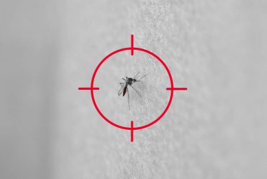 Bir sivrisinek bir insanın midesini ısırır. Böcek deriyi ısırdı..