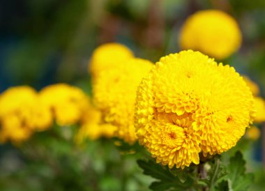 Güzel sarı kasımpatılar çiçek tarhında çiçek açar..