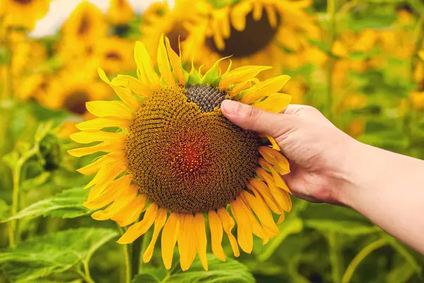 Gün batımında çiçek açan bir ayçiçeğinin pitoresk tarlası. Yazın tahıl hasadı.