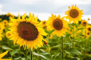 Gün batımında çiçek açan bir ayçiçeğinin pitoresk tarlası. Yazın tahıl hasadı.