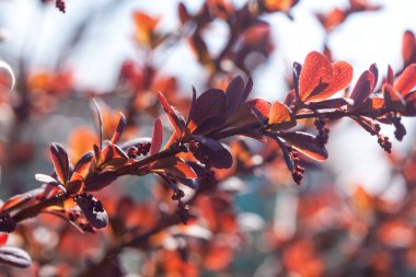 Yazın bahçeye yakın kırmızı çiçekli böğürtlen çalısı.
