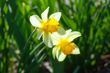 Baharın başında bahçede çiçek açan Narcissus psödonarissus..