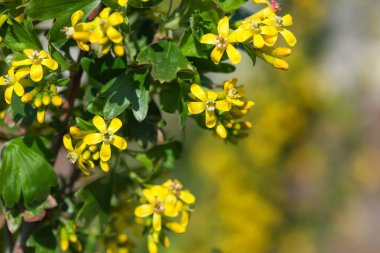 Çiçek açan altın üzümlü çalıya yakın plan. Frenk üzümü dallarında güzel sarı çiçekler.