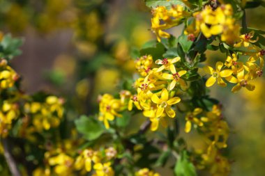 Çiçek açan altın üzümlü çalıya yakın plan. Frenk üzümü dallarında güzel sarı çiçekler.