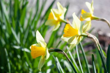 Baharın başında bahçede çiçek açan Narcissus psödonarissus..