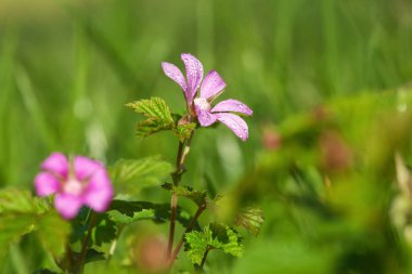 Rubus Arcticus ormanda güzel pembe çiçeklerle çiçek açar bahçede böğürtlen yetiştirir.