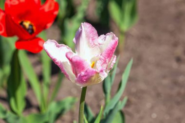 Bahçede güzel kırmızı laleler..