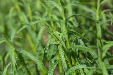 Bahçede tarhun otları yetişiyor. Bahçede yetişen bitkiler.
