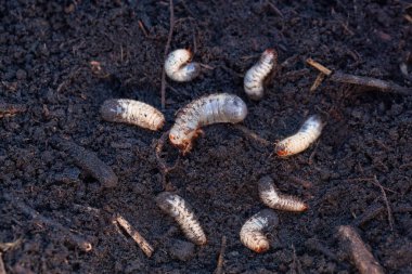 Toprak zirai mahsul haşereleri yakın plan. Büyük beyaz larvalar ve yakın çekimde güller..