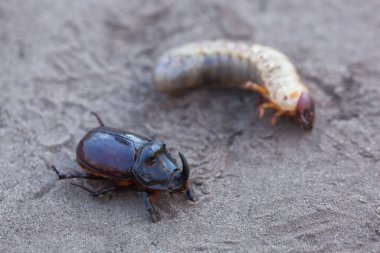 Gergedan böceği ve larvasına yakın plan..
