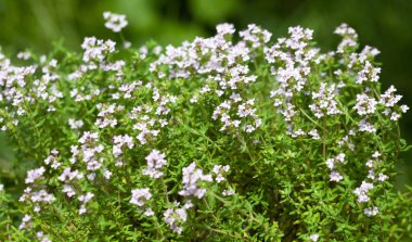 Bahçe yatağında kekik. Orada güzel kokulu bitkiler bitirdik. İlaç bitkileri