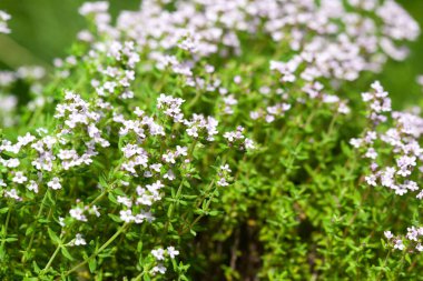 Bahçe yatağında kekik. Orada güzel kokulu bitkiler bitirdik. İlaç bitkileri