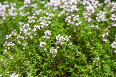 Bahçe yatağında kekik. Orada güzel kokulu bitkiler bitirdik. İlaç bitkileri