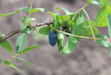 Bir çalılığın dallarında, yenilebilir hanımeli meyveleri. Bahçede hanımeli meyve çalıları yetişiyor..