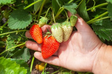 Bahçede kırmızı, olgun çilekler. Çiftlikte çilek yetiştiriyorum..
