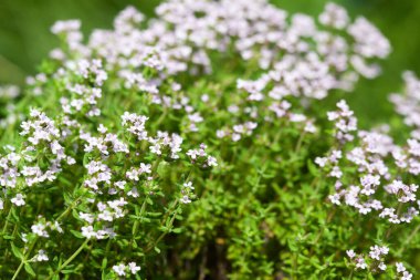Bahçe yatağında kekik. Orada güzel kokulu bitkiler bitirdik. İlaç bitkileri