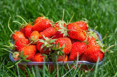 Bahçede kırmızı, olgun çilekler. Çiftlikte çilek yetiştiriyorum..