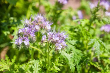 Tarlada tomurcuklanan safra tansifolisi.