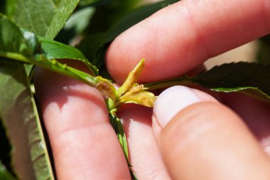 Doğulu meyve güvesinin şeftali dallarına verdiği zarar .
